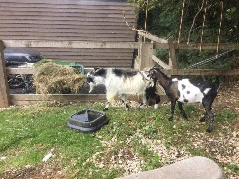 Goats Homed