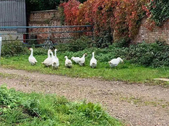 Nine Geese Rescued and Rehomed