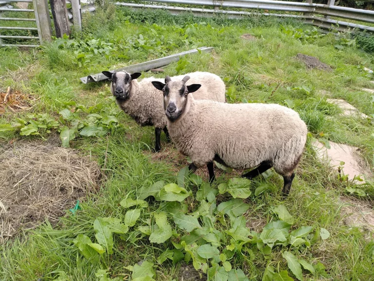 Two Sheep Find a Home