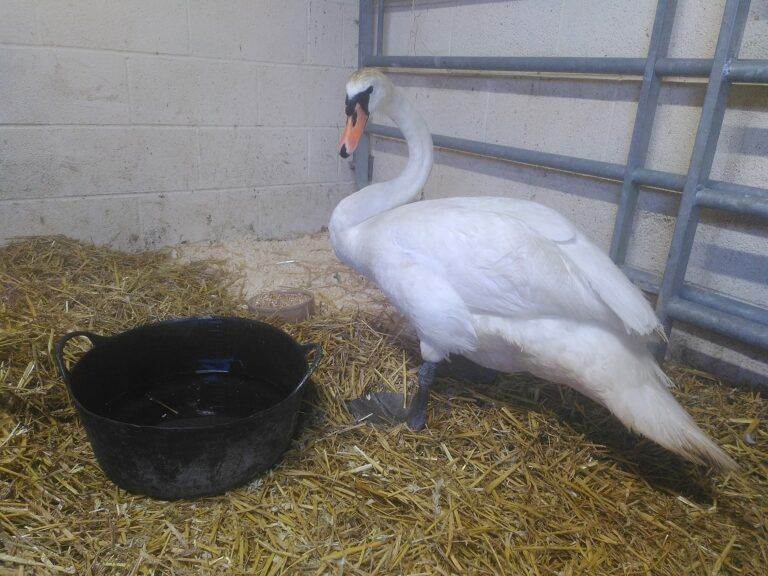 Swan Rescue
