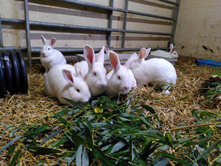 8 Fur Farm Rabbits Rescued