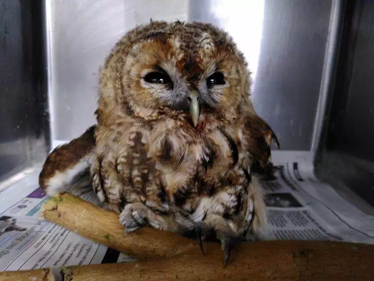 Tawny Owl