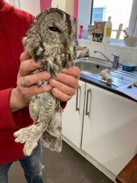 Owl Rescue