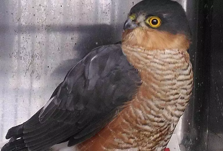 Sparrowhawk
