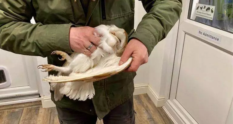 Injured Barn Owl