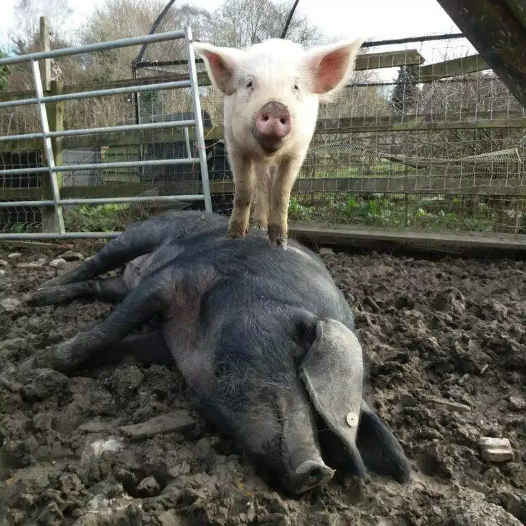 Oliver’s New Girlfriends