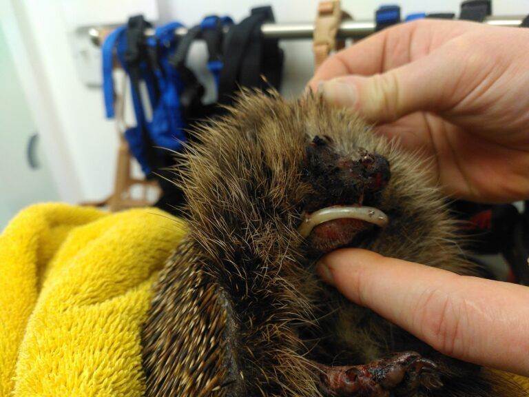 Hedgehog with a Broken jaw