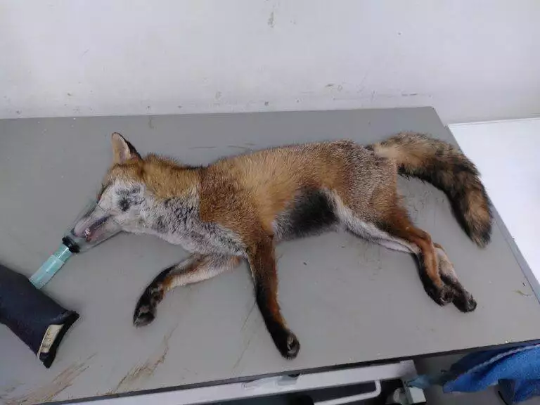 Fox Rescue