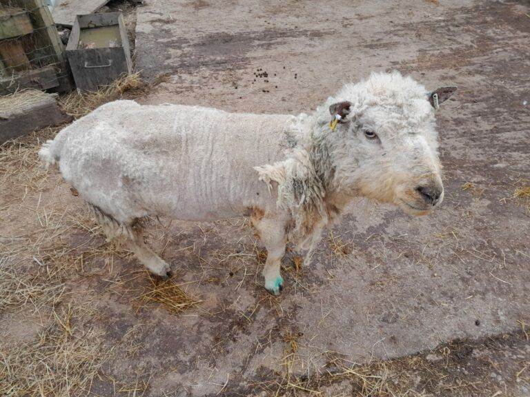 Polly the Rescue Ewe