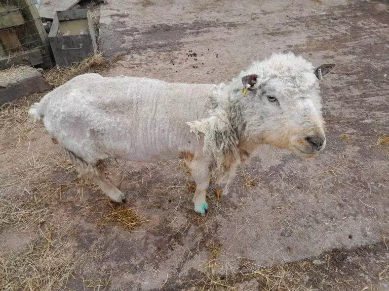 Polly the Rescue Ewe