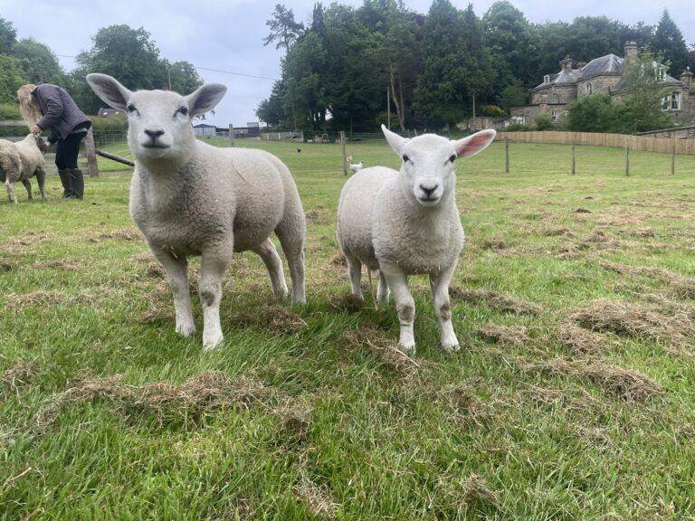Lambs rehomed