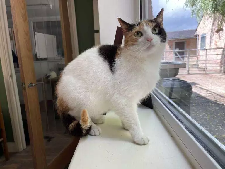 Cat in need of a Home
