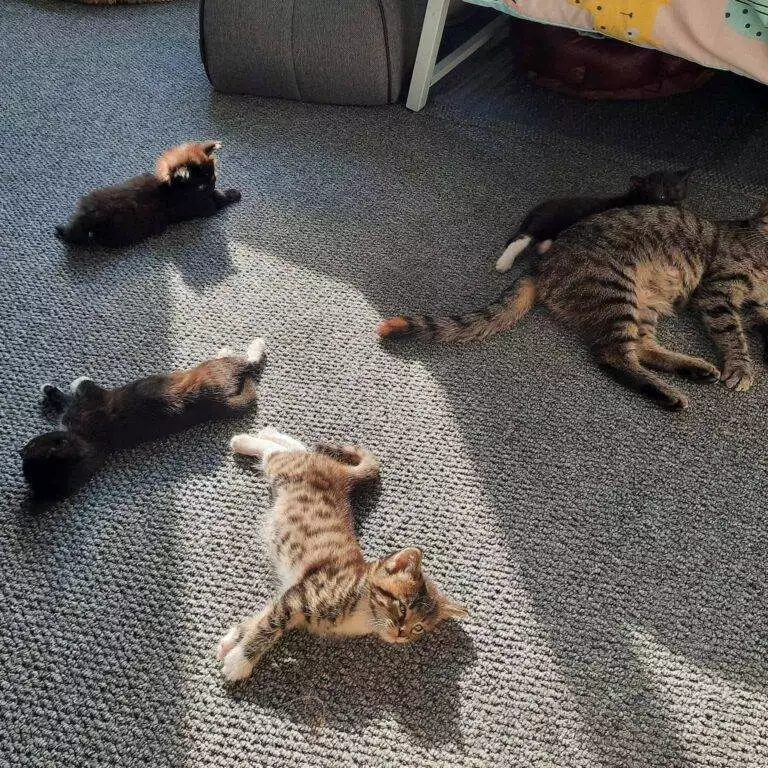 5 Kittens Rescued