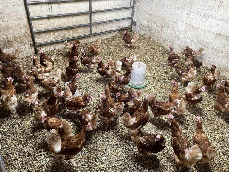 120 Hens Rescued