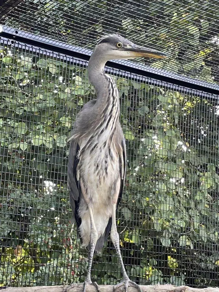 Rescued Heron