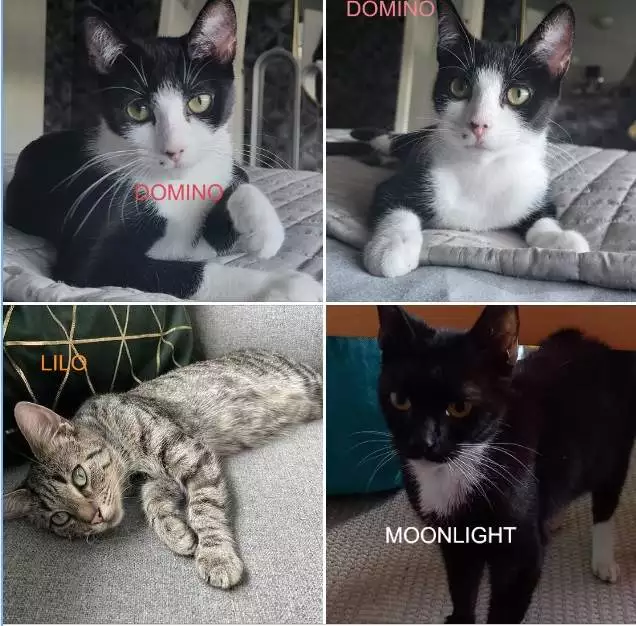 Cats Wanting a Home