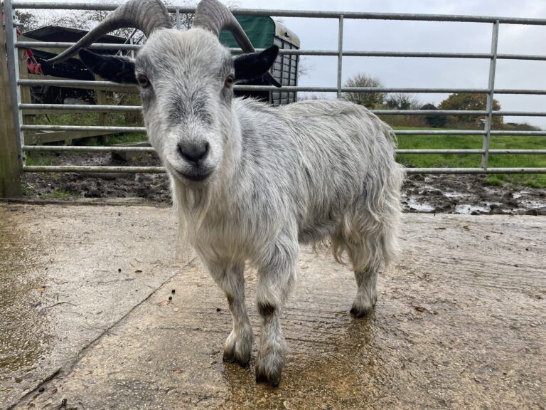 Meet Stevie the Goat