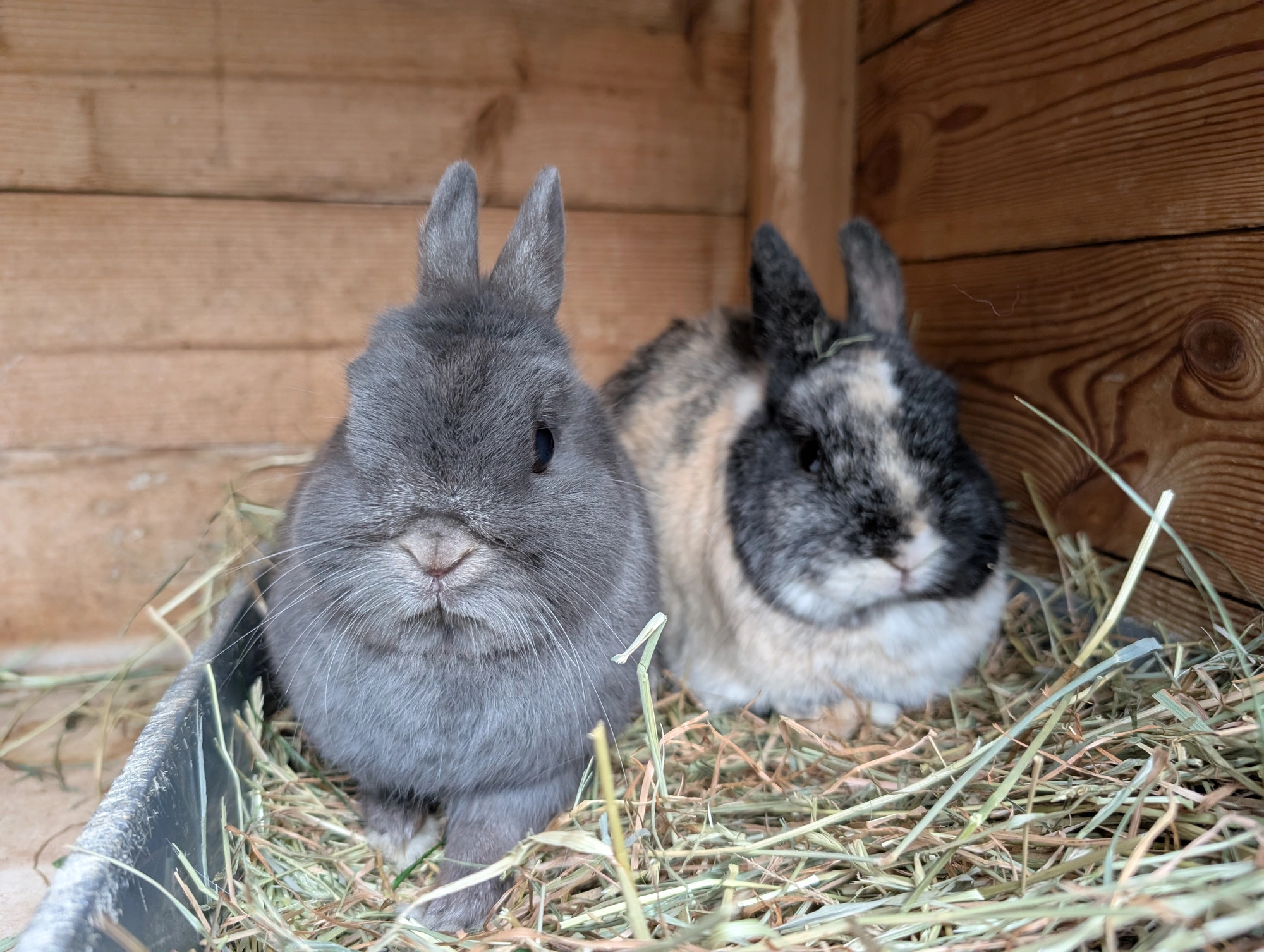 Lenny & Lola — photo 2