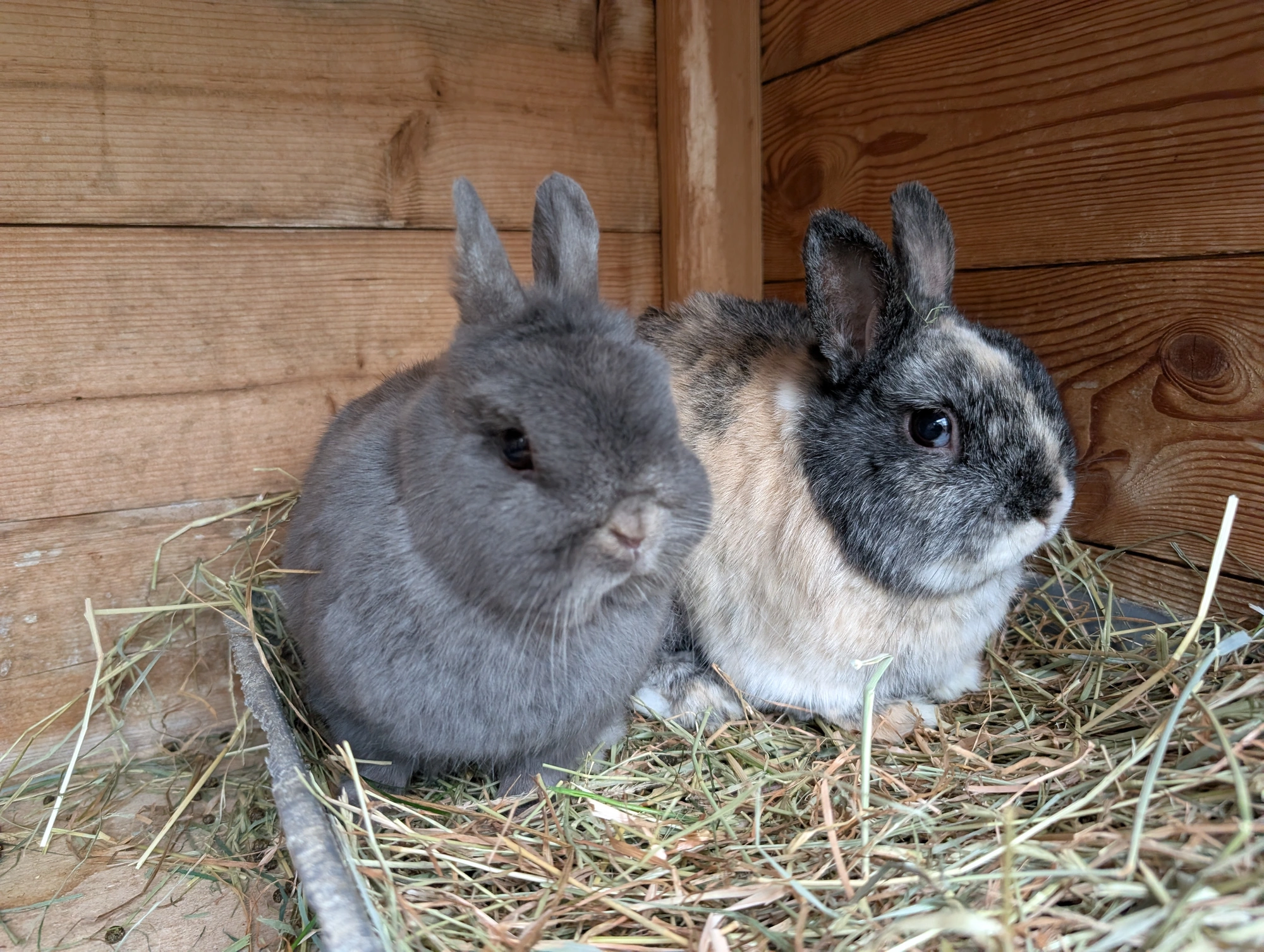Lenny & Lola — photo 3