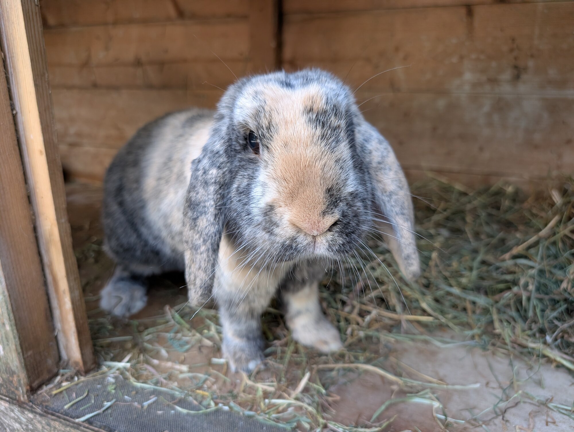 Petal & Herbie — photo 3