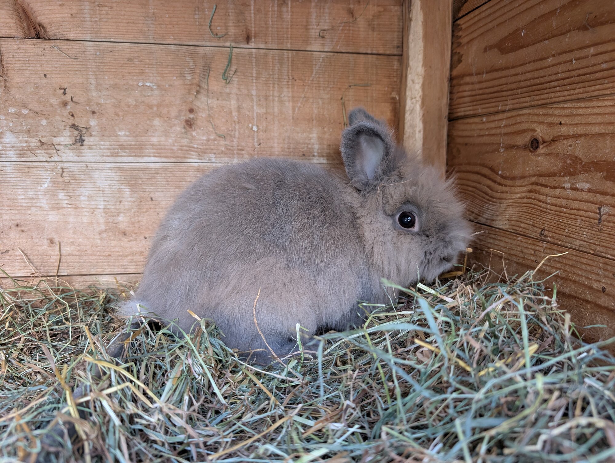 Petal & Herbie — photo 2