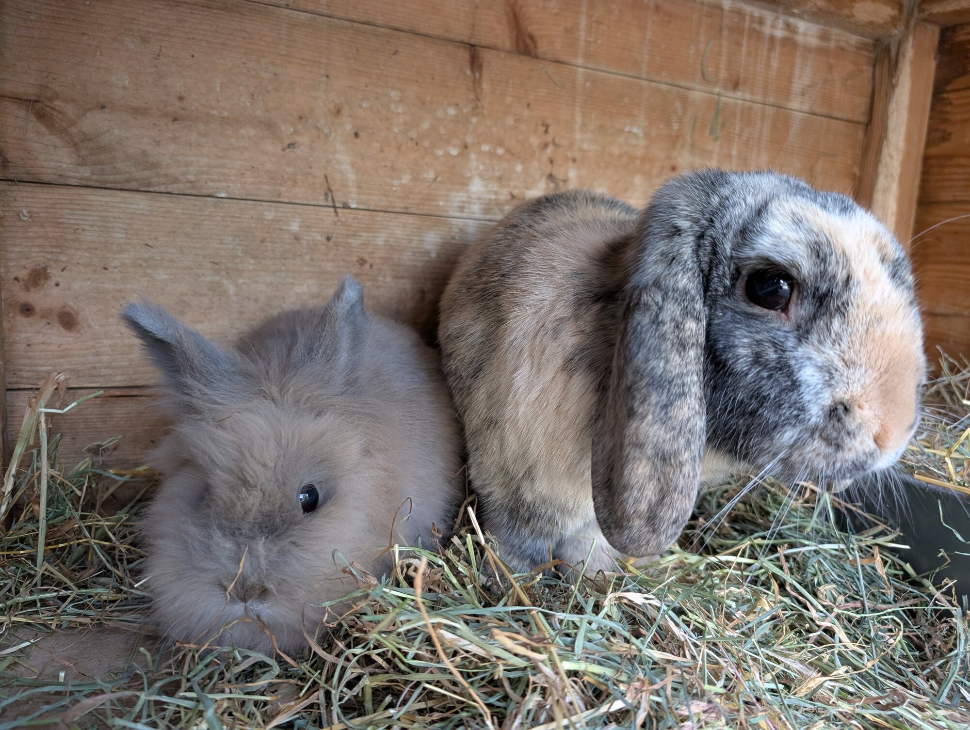 Petal & Herbie — photo 1