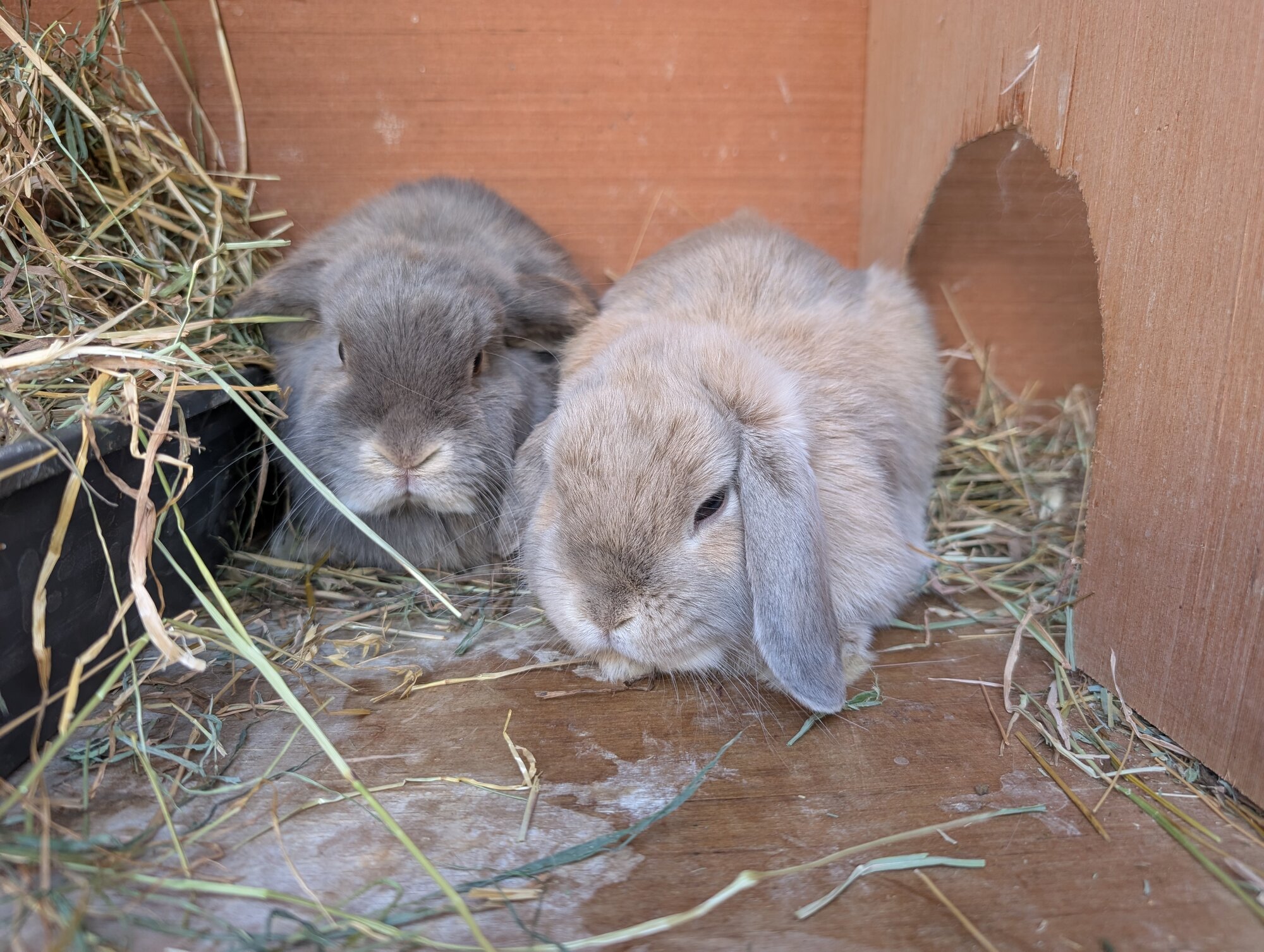 Sadie & Claudia — photo 3