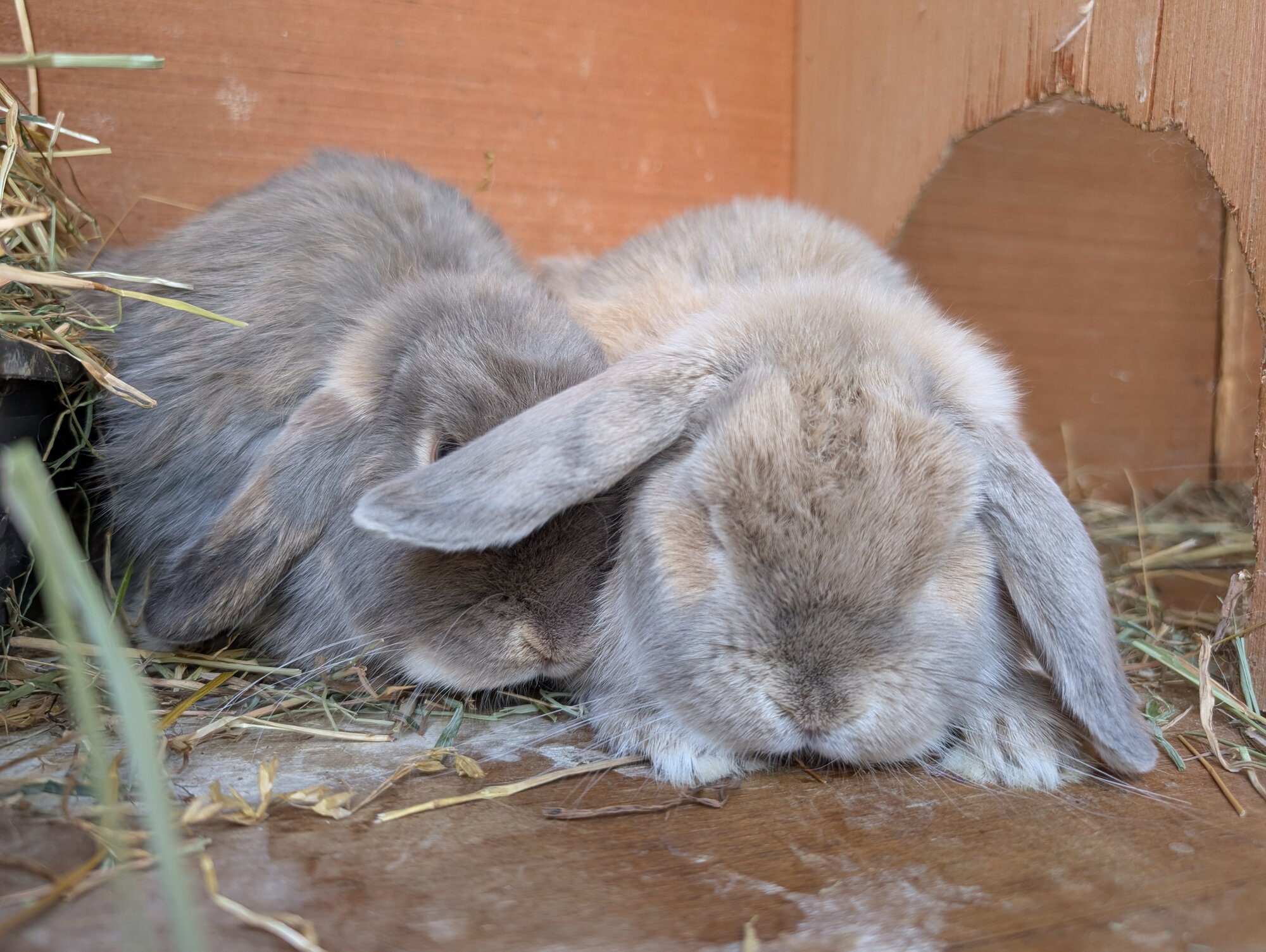 Sadie & Claudia — photo 2