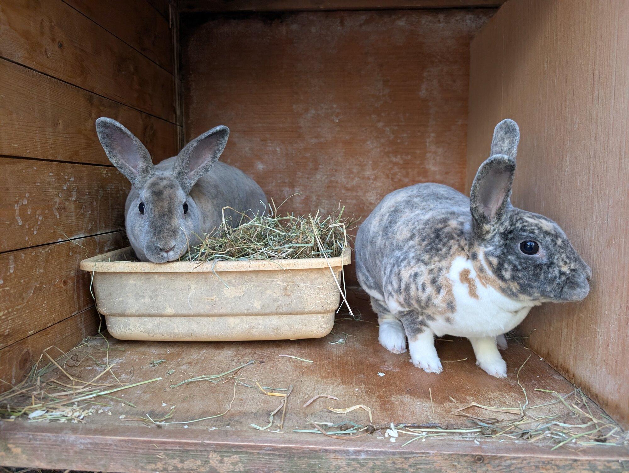 Olive & Tommy — photo 1