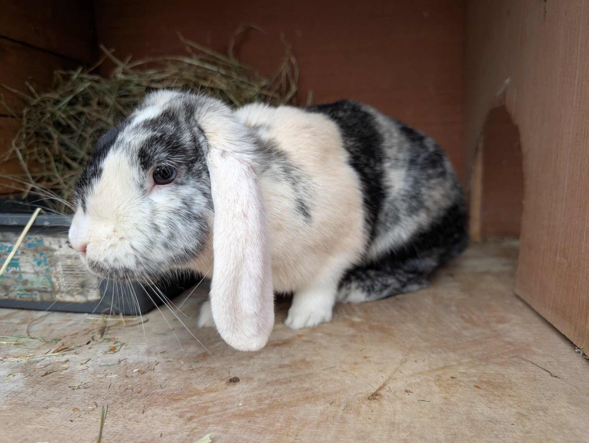 Bonnie — photo 3