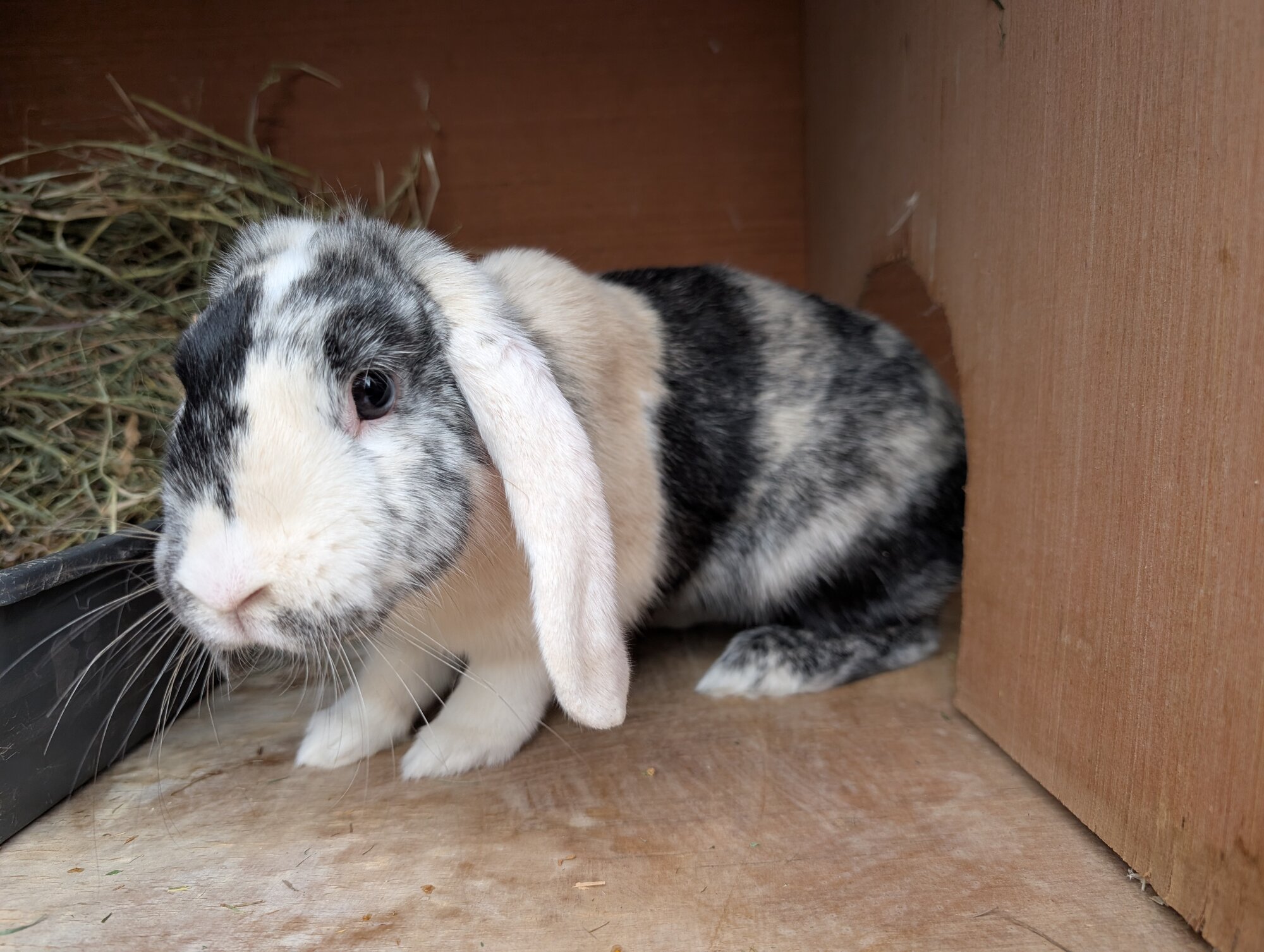 Bonnie — photo 2