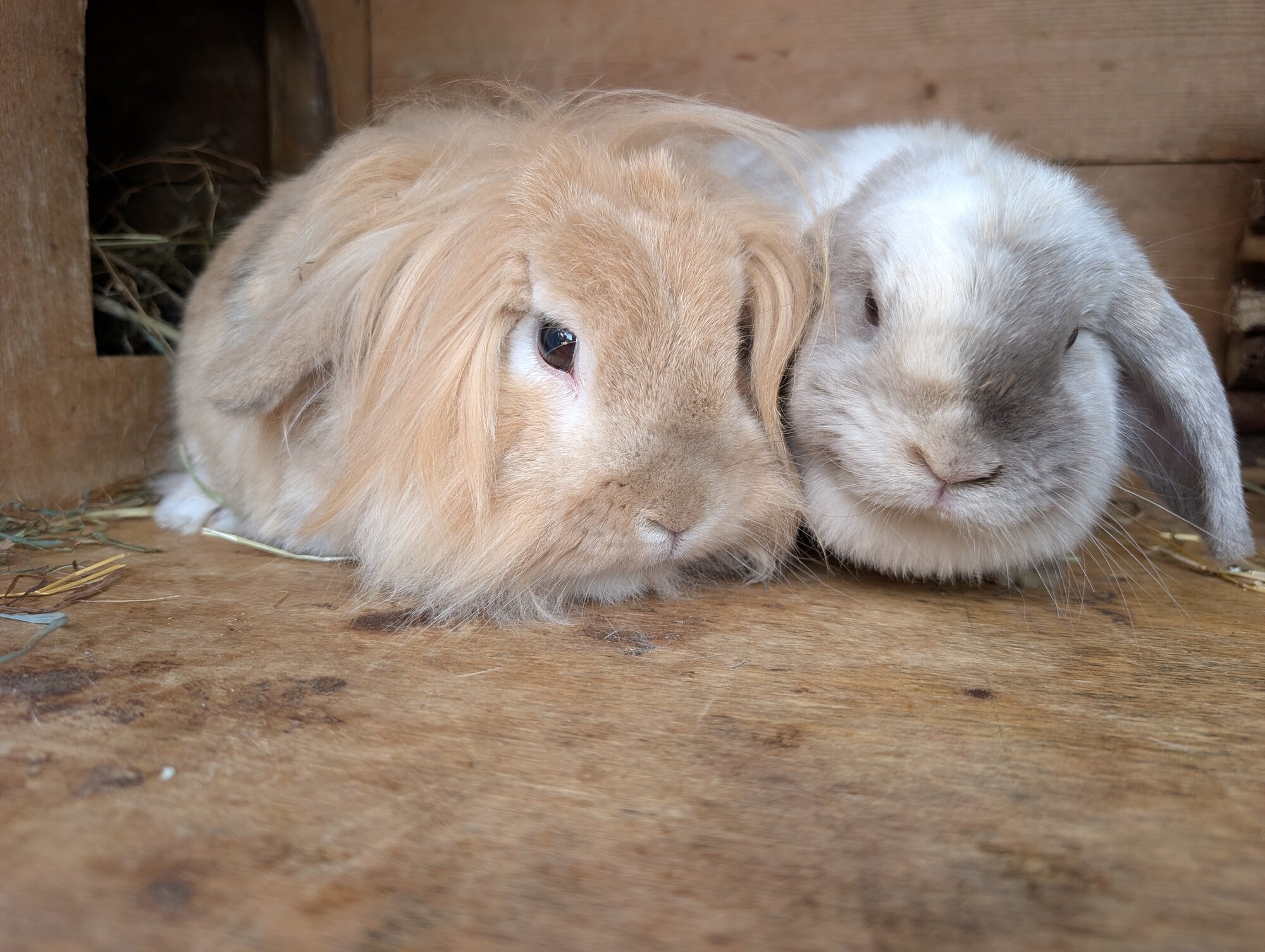 Peanut & Penny — photo 1