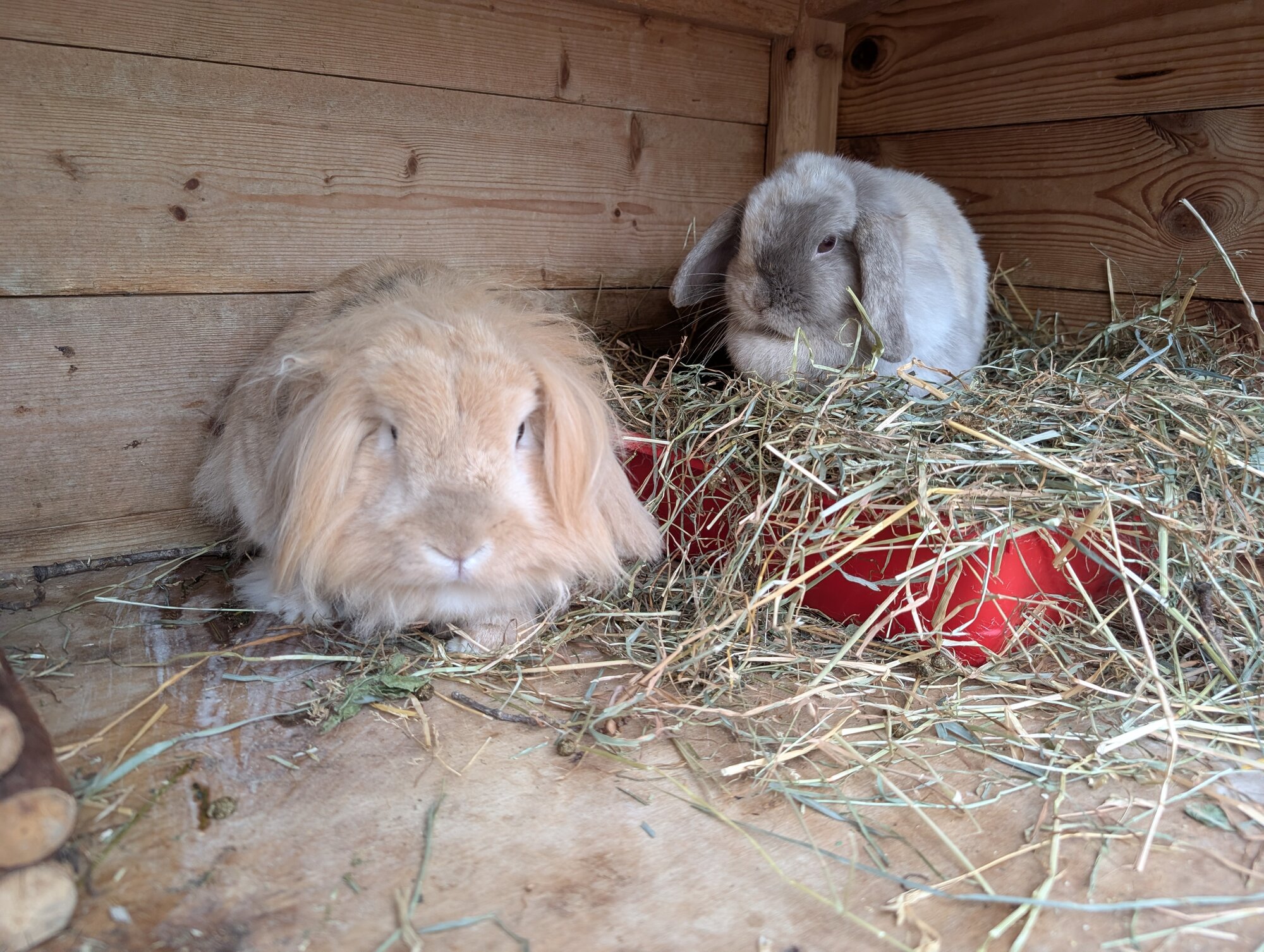 Peanut & Penny — photo 2