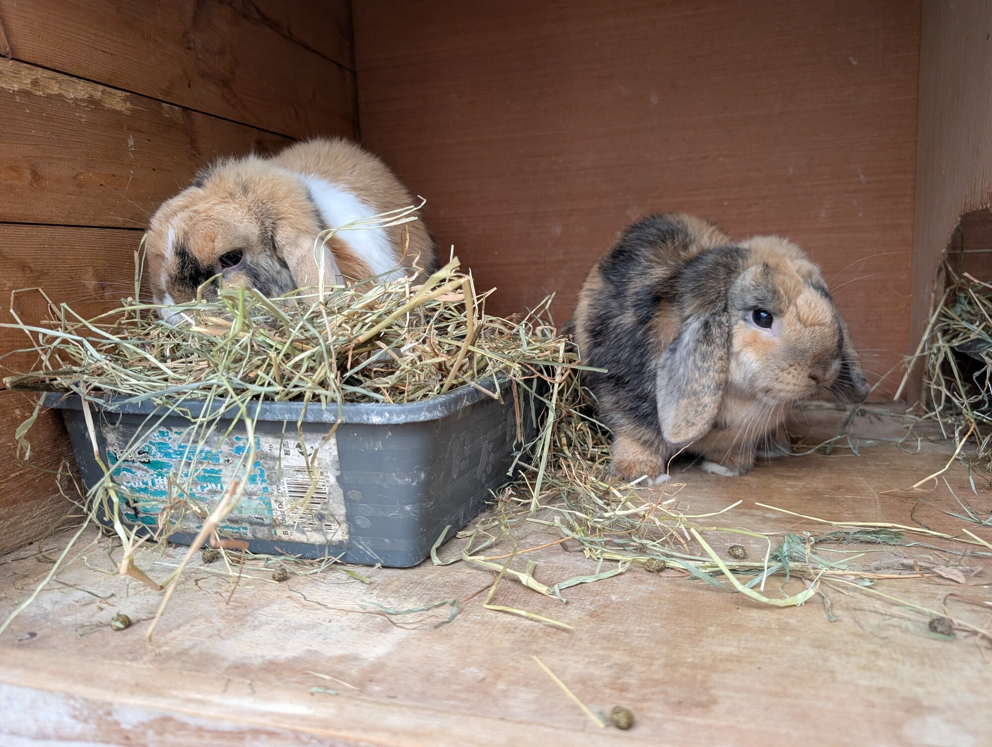 Benny & Lola — photo 2