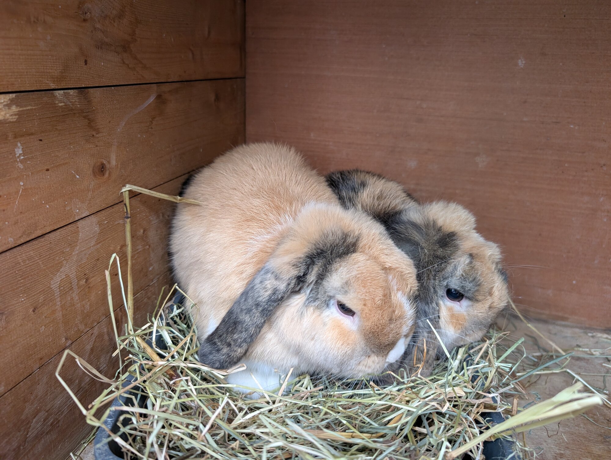 Benny & Lola — photo 3