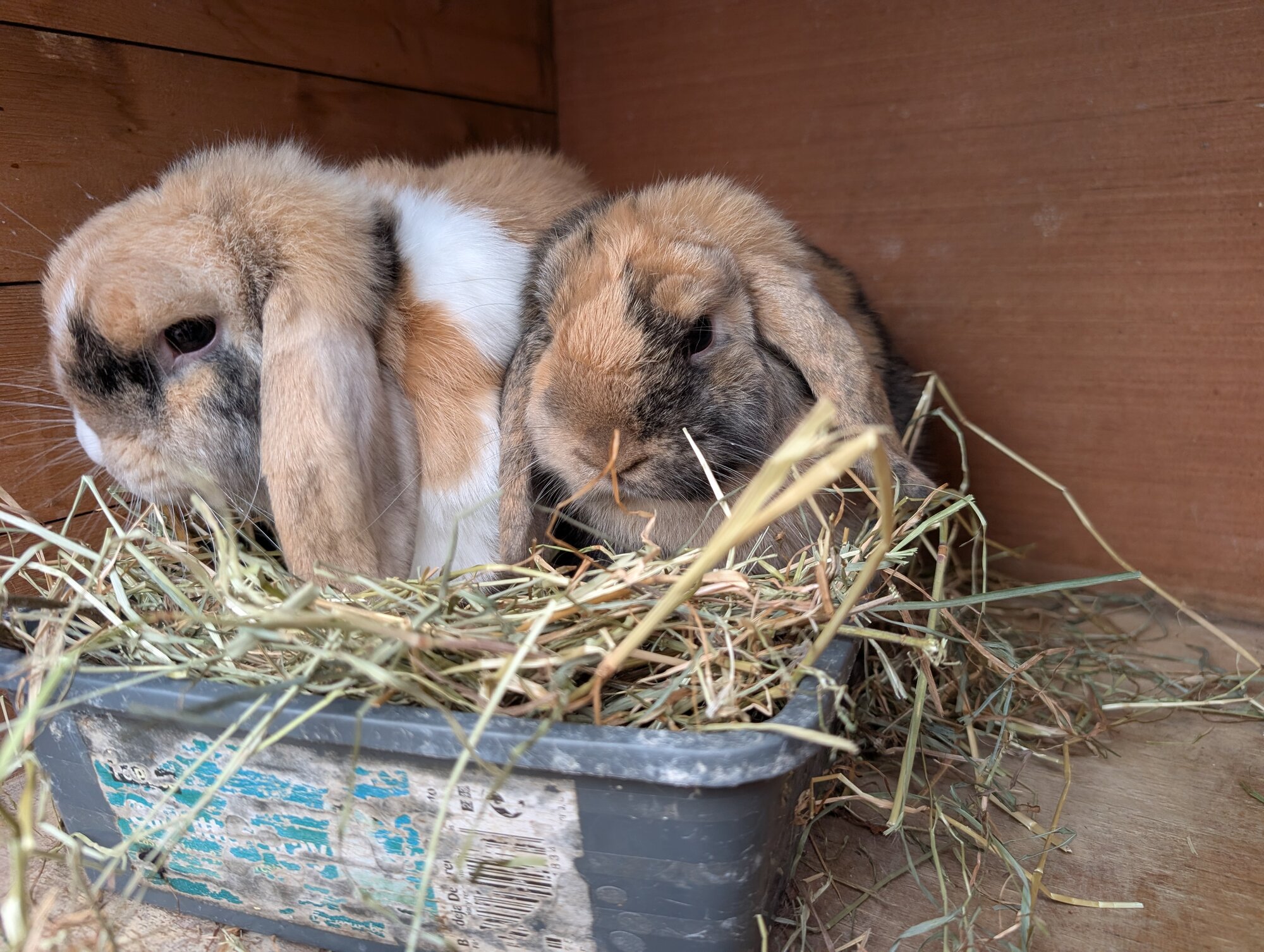 Benny & Lola — photo 4