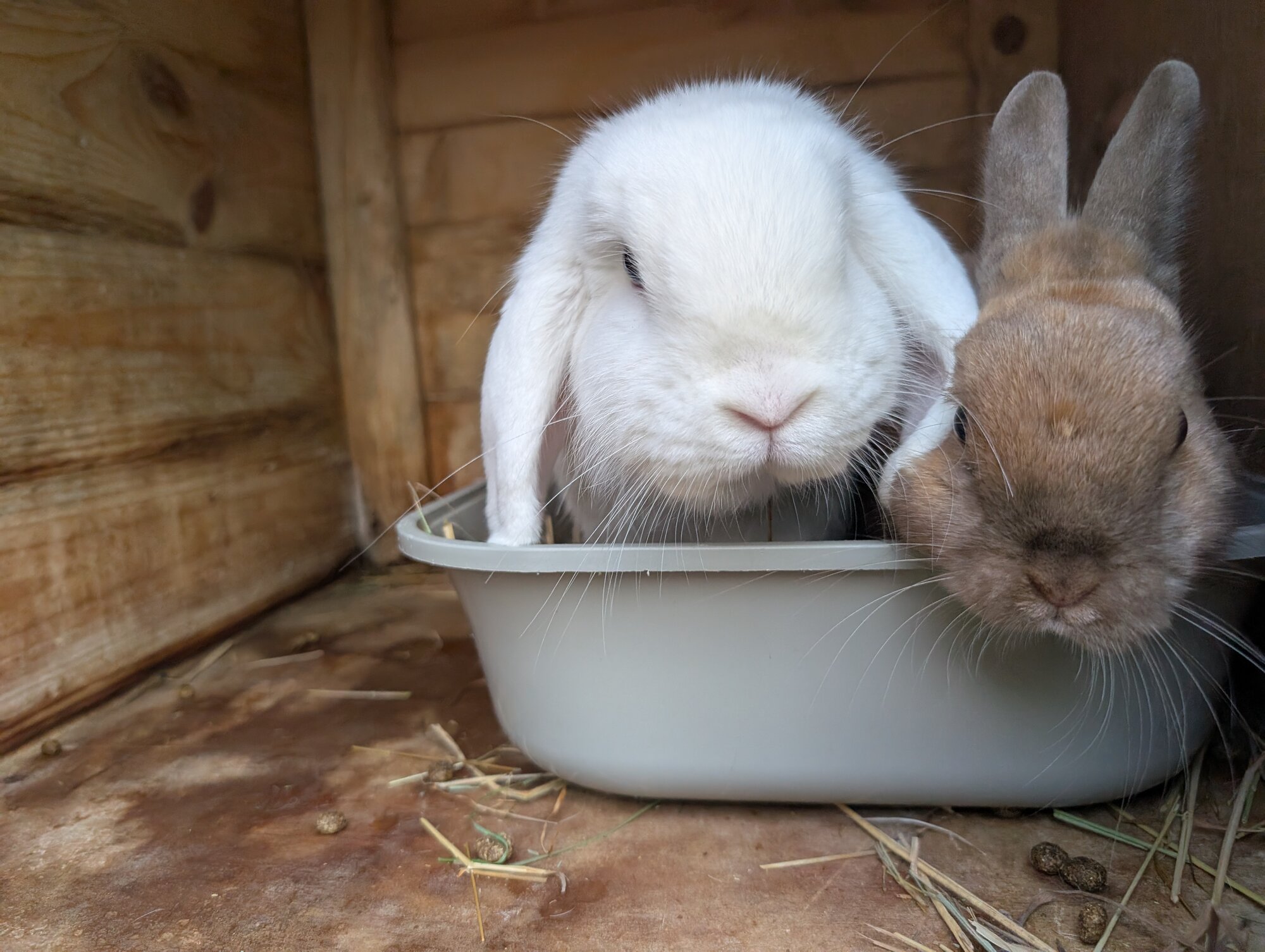Bramble & Petal — photo 2